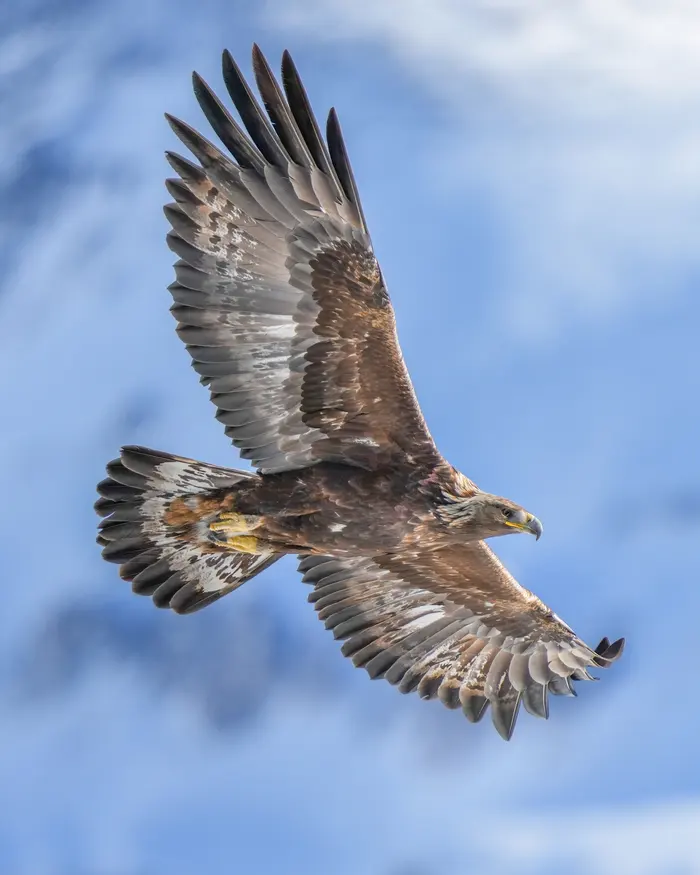 Aigle royal (Aquila chrysaetos) en vol au-dessus des Gorges du Verdon