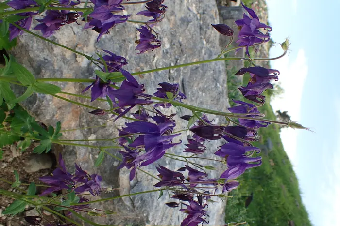 Ancolie de Bertoloni (Aquilegia bertolonii), fleurs violettes sur un éboulis calcaire du Verdon