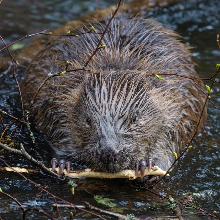 Castor d'Europe (Castor fiber) rongeant une branche dans l'eau, incisives orange visibles
