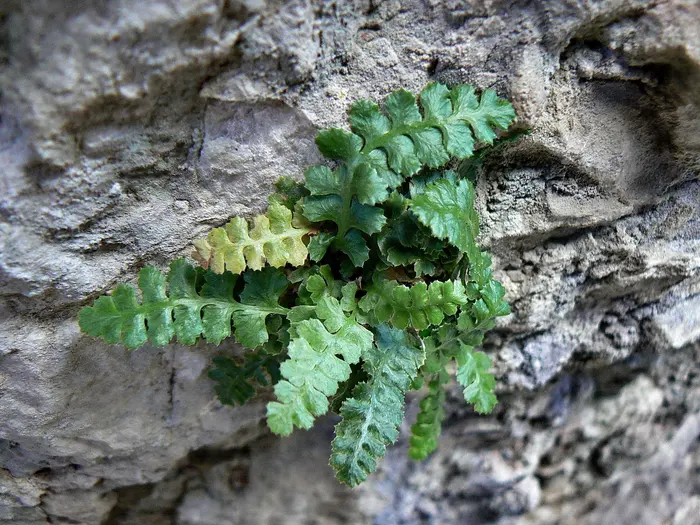 Doradille du Verdon (Asplenium jahandiezii), fougère endémique poussant dans une paroi calcaire du Verdon