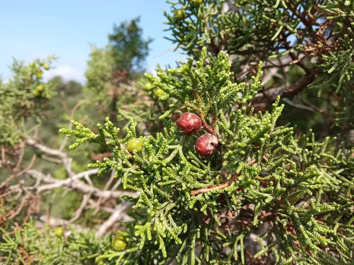 Genévrier de Phénicie (Juniperus phoenicea), rameaux à feuilles en écailles et baies rouge-brun