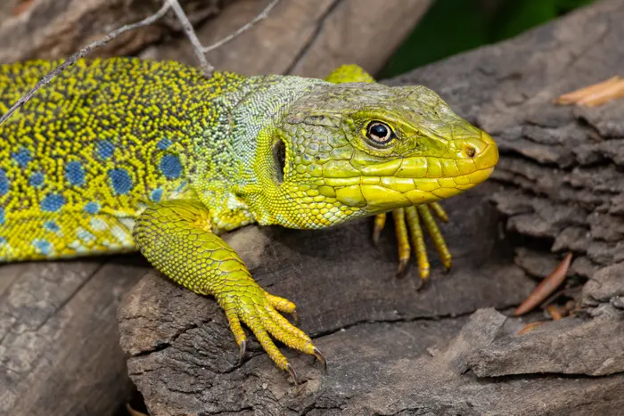 Lézard ocellé (Timon lepidus) aux ocelles bleus, plus grand lézard d'Europe, en gros plan