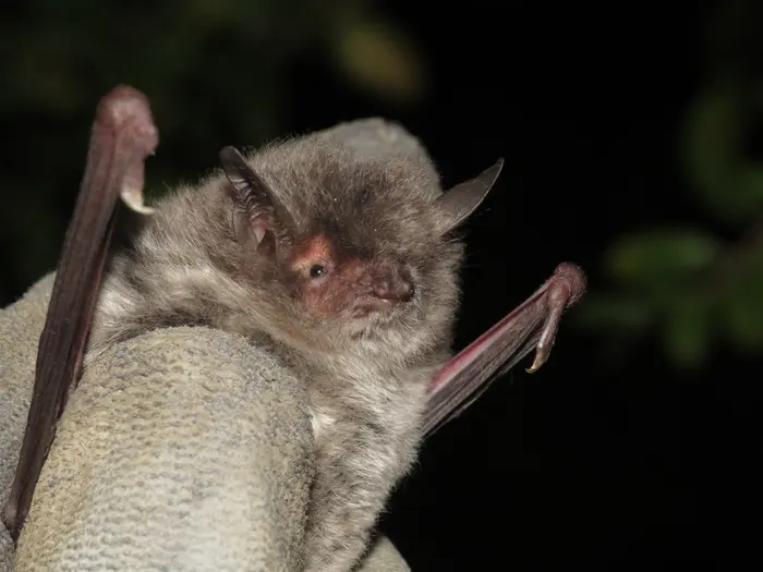 Portrait rapproché d'un Murin de Capaccini (Myotis capaccinii), petite chauve-souris au museau clair et au pelage gris