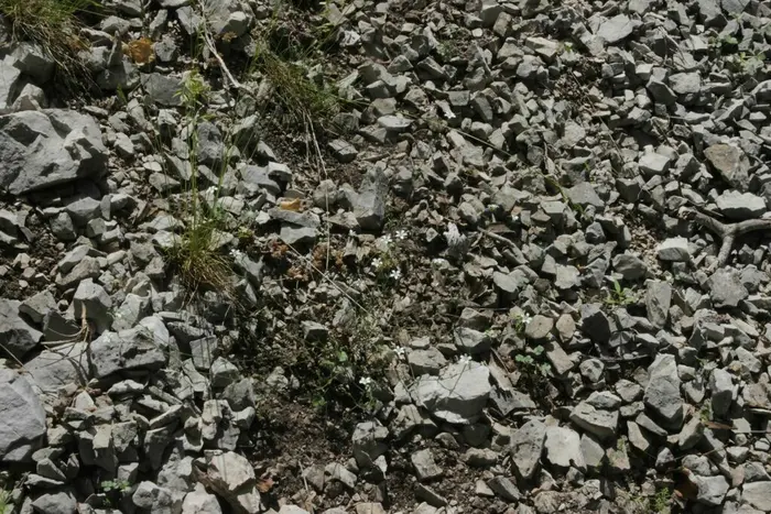 Sabline cendrée (Arenaria cinerea) en fleur dans un éboulis calcaire de Provence
