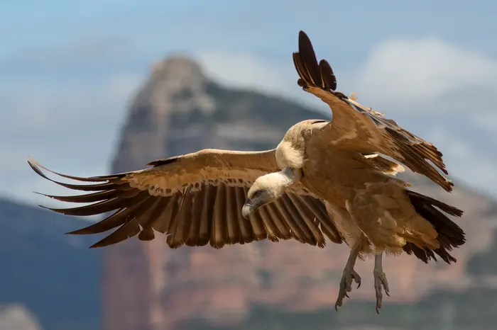 Vautour fauve (Gyps fulvus) en vol, réintroduit à Rougon dans les Gorges du Verdon